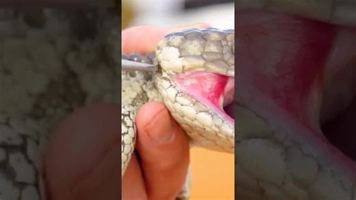 Ticks were inside the lizard's ear! #shinglebacklizard #reptiles #ticks #bravewilderness | Brave Wilderness