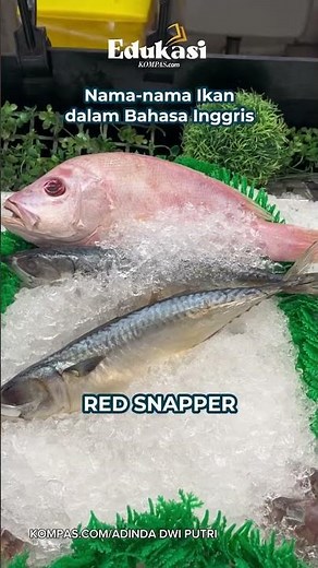 Learn Fish Names in English