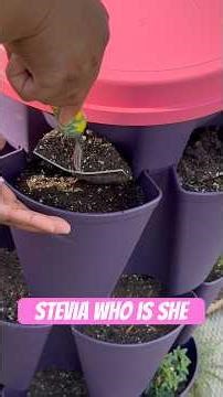Planting Stevia in my GreenStalk today 🌿