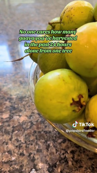 Pops’ Bird Feeder & Garden on TikTok