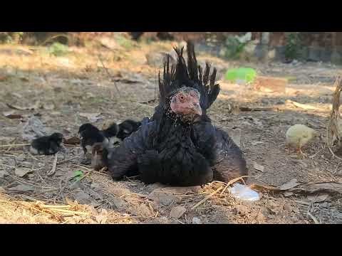 Feeding My Cats & Village Chickens | A Real Daily Life with Animals in Cambodia 🇰🇭 | Paw & Hoof Life