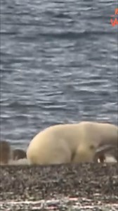 Polar Bear vs. Walrus: Epic Encounter in the Arctic! | Real Wild