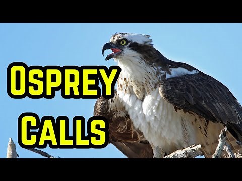 Osprey Calls | Wild Osprey Sounds in Nature