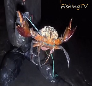 15K views · 158 reactions | catching giant Crabs in low tide.. it's Amazing呂 | Fishing TV | Facebook
