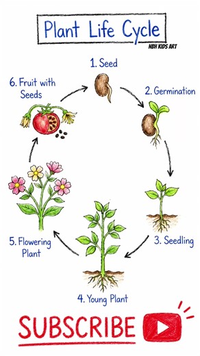 plant Life cycle #scienceprojectscbse #cbse #shorts