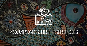 9 of the Best Fish for Aquaponics and How to Buy Them