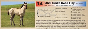 Lot 14 - Grullo Roan Filly: Blue Valentine & Driftwood - Heritage Production Sale
