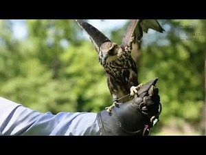 Falcon Bird | The falcon is faster than any other animal on earth, both on land and in the air