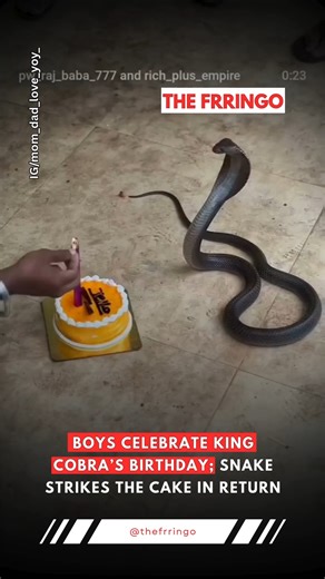 The Frringo | A group of boys celebrated a snake’s birthday with cake and a song, making it feel like a real guest. As soon as they finished singing, the... | Instagram