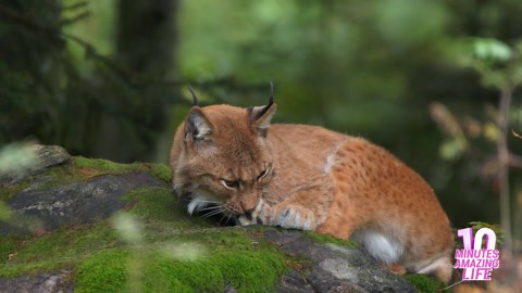The quiet steps of a lynx hunting in forest