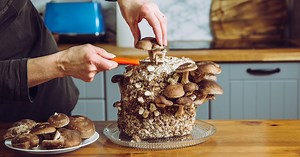How to grow mushrooms