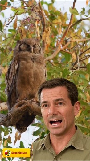 Verreaux's eagle-owl sounds (makes a deep, booming call)