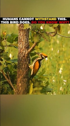 What Woodpeckers Know That You Do Not. #shorts #wildlifescience #woodpecker