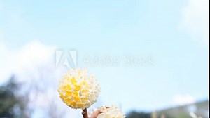 Paper bush, Edgeworthia papyrifera. Thymelaeaceae deciduous shrub. It blooms white yellow flowers in spring, and its bark is used as a raw material for Japanese paper and banknotes. Oriental paperbush