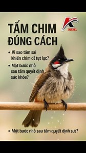 KỸ THUẬT TẮM CHIM CẢNH ĐÚNG CÁCH - BÍ QUYẾT TỪ TAICHEL 💦🐦 ​Tắm cho chim không chỉ giúp làm sạch lông mà còn quyết định sức khỏe và độ "căng" của chiến binh. Với hơn 20 năm kinh nghiệm, TAICHEL chia sẻ quy trình tắm chuẩn giúp chim luôn khỏe đẹp: ​⏰ 1. Thời điểm & Tần suất vàng ​Tần suất: Với Chào mào hay vẹt nhỏ, lý tưởng nhất là 2–3 lần/tuần. Mùa hè có thể tăng lên, nhưng mùa đông hoặc ngày mưa lạnh nên giảm hoặc dừng hẳn. ​Giờ tắm: Chọn lúc nắng lên (buổi sáng hoặc trưa) để lông chim nhanh k