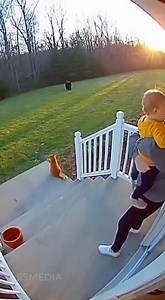 Heroic cat saves woman and child from bear! 💖 | DecodingHumans