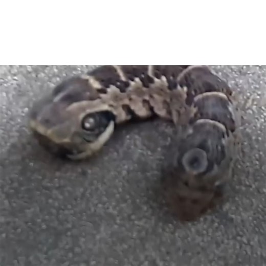 Strange surprise this woman had when she went out to her backyard, a "two-headed" creature was writhing in front of her eyes! | Positive