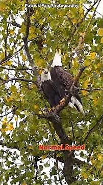 🦅 “Love Calls in the Sky” — Bald Eagles Sue & Larry 💕 | The Most Powerful Eagle Call Ever Heard