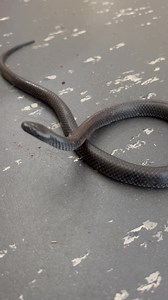 57K views · 2.3K reactions | A little eastern small eyed snake...