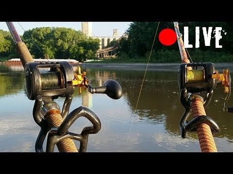 Hot Summer Flathead Catfishing - LIVE with Luke