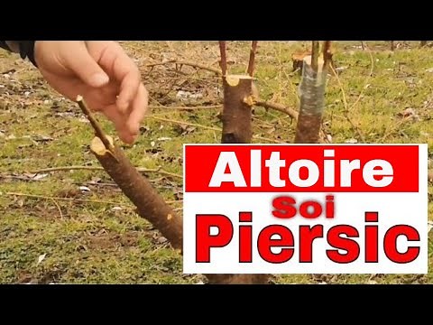 Altoirea Piersicului - Altoirea Pomilor fructiferi