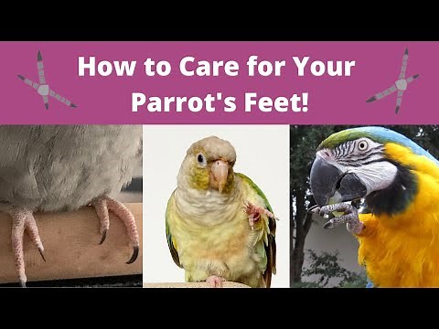 How to Care for Your Parrot's Feet! | Tips & Tricks | BirdNerdSophie
