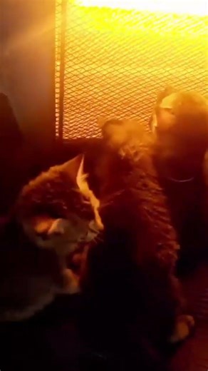 the thred on neck is bajrangi jaan ( CPR kitten )