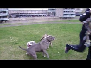 THE GIANTS PLAYING ( XXL AMERICAN BULLY PITBULLS )
