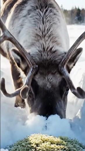 Majestic Reindeer in Snow | Ultra Realistic Macro Wildlife Video #Reindeer #Caribou #WildlifeVideo