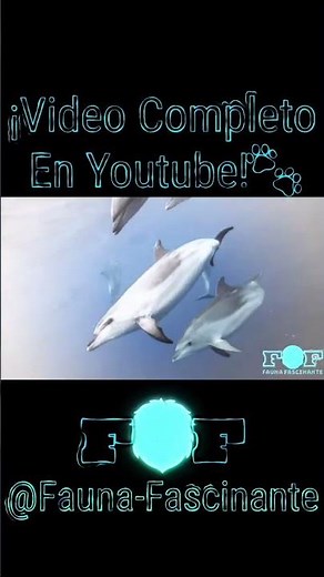 The incredible learning of dolphins