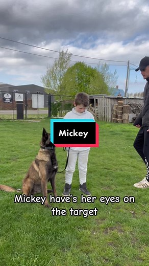 Mickey Keeping Watch | Protection Dog Training