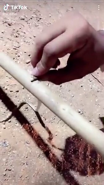 Exploring the Non-Venomous Snake: A Close Interaction