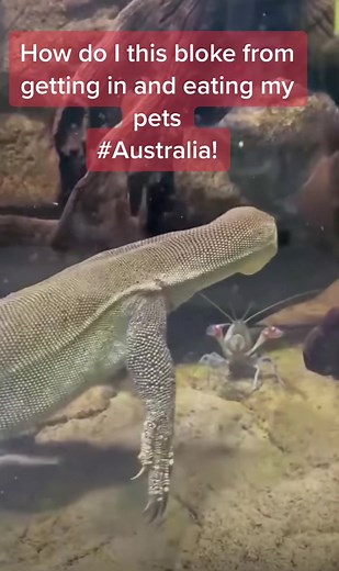 #Lizard #Goanna #Attacks #Yabby #Craw #Crawfish in my #Tank #Aquarium #Reptile #Fish #Fishing #FYP #FYF
