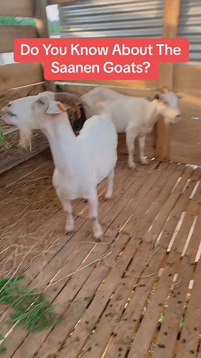 We just introduced these milk producing goats to West Africa. Get in touch with us if you’re interested in getting some for yourself #farminginafrica #semanhyiagrass #livestock #goatfarming #goat🐐 #dairygoats #saanengoat | Farming In Africa