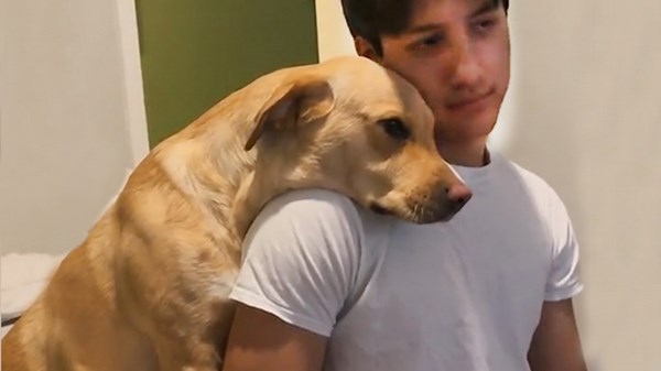 Dog Loves Boyfriend More Than Owner—Watch Why