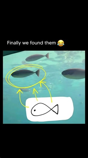 Finally We Found Them 😂| Fish That Looks Like the Drawing| Funny Ocean Moment#funny#short#viral#meme