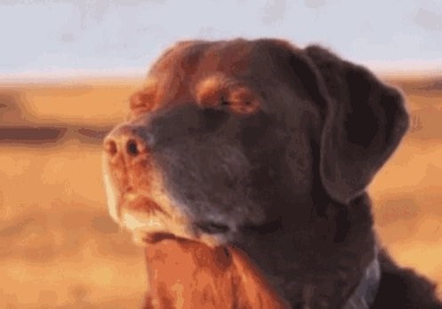 how about we all just google things and use google translate or papago or naver dictionary and we put the gen ai down