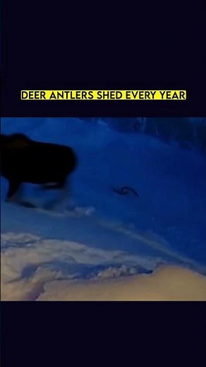 Deer Antlers Shed Every Year