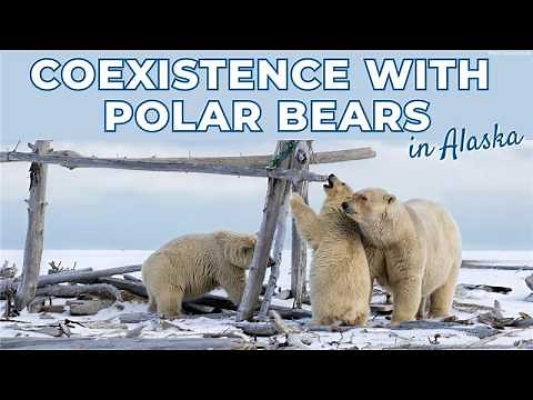 Coexistence in Kaktovik