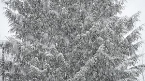 Background heavy snow falling in front of fir tree in vertical motion during cold winter weather
