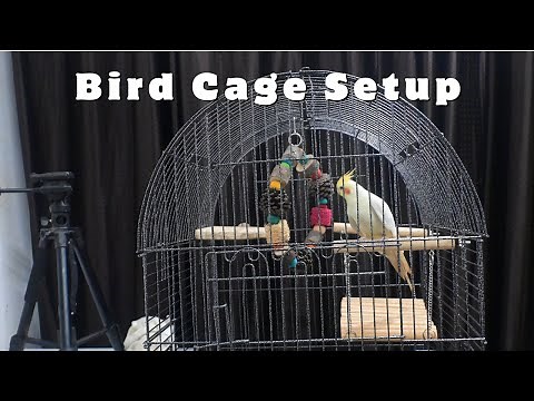 How to Setup a Bird Cage