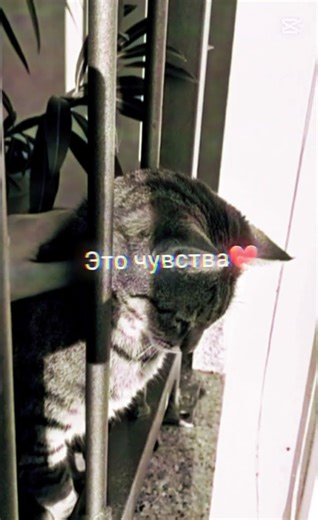 #рекомендации