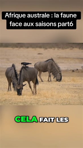 Faune Afrique australe : Saisons et survie
