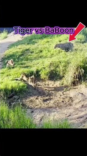TIGER VS bABOON #animals
