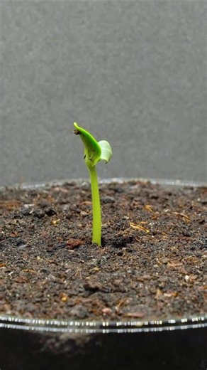 25 days Growing Watermelon From Seed #timelapse #seedtoplant #plantobservation #plantobsessed #timelapse #greenlife #plantlife #gardening #gardenlife #fyp