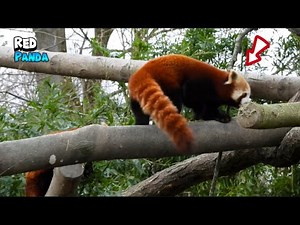 The Majestic Red Panda - A Must-See Creature