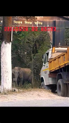 Elephant VS Truck: Who Backs Down First !//🚚#viralvideo