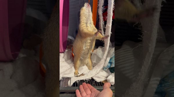 Prairie Dog Barking Happily