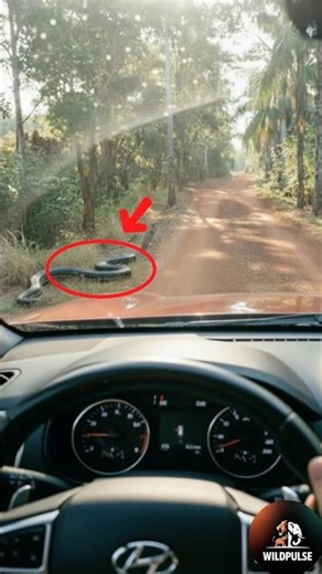 Is this real or fake? Tell me in the comments! 👇#youtubeshorts #wildlife #anaconda