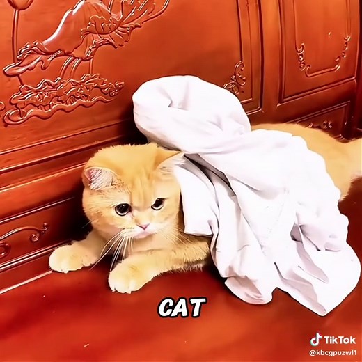 Weird and Cute Yellow Cat Captures Hearts